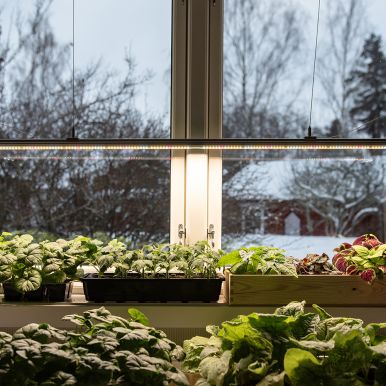 Vekstlys PROFF LED 120 cm - 80 watt (Startpakke)