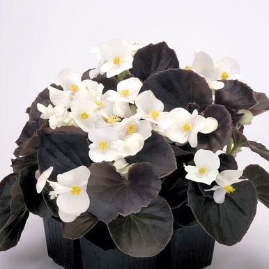 Sommerbegonia F1 'Nightlife'