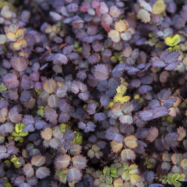 Acaena inermis 'Purpurea'