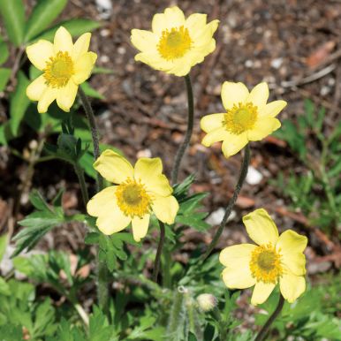 Gul alpekubjelle
