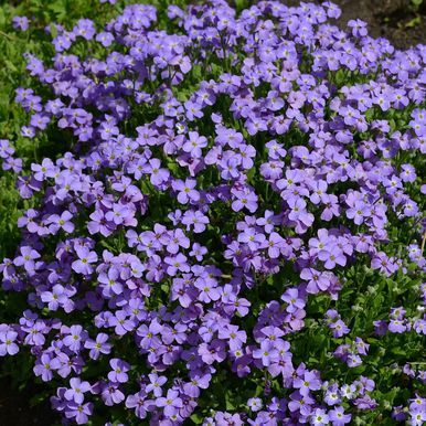 Hageblåpute 'Cascade Blue'