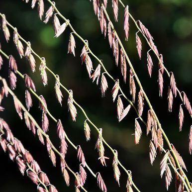 Bouteloua curtipendula
