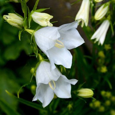 Fagerklokke 'Alba'