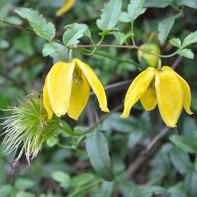 Gullklematis 'Radar Love'