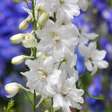 Hageridderspore F1 'Guardian White'