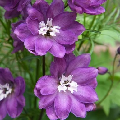 Hageridderspore 'Magic Fountains Lilac White Bee'