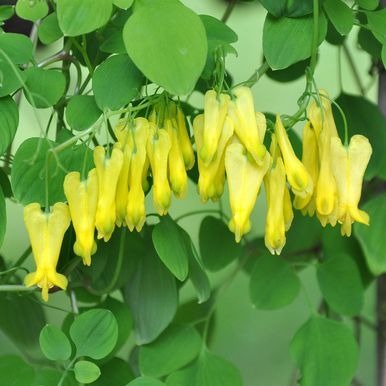 Dactylicapnos 'Golden Tears'