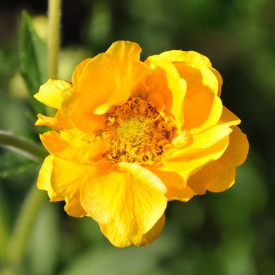 Praktnellikrot 'Lady Stratheden'