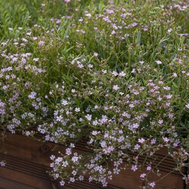 Krypslør 'Rosea'