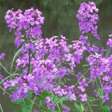Dagfiol
