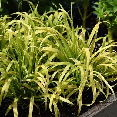 Myskegress 'Aureum'