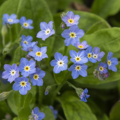 Skogforglemmegei 'Bellamy Blue'