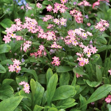 Skogforglemmegei 'Victoria Rosea'