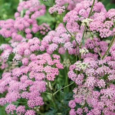 Storgjeldkarve 'Rosea'