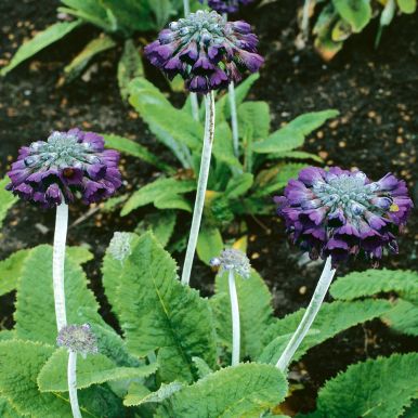 Topp-primula 'Salvana'