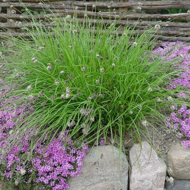 Heufler-sesleria