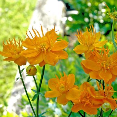 Smalballblom 'Golden Queen'