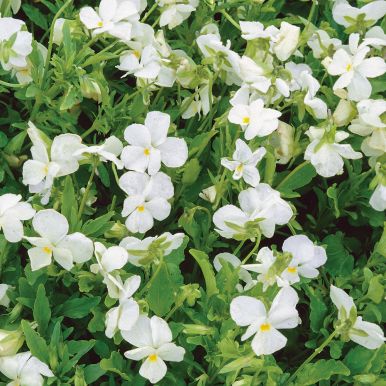 Hornfiol 'White Perfection'