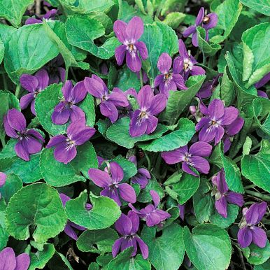 Marsfiol 'Queen Charlotte'