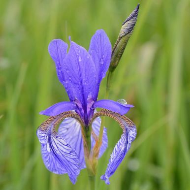 Sibiriris 'New Hybrids'