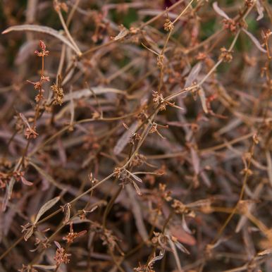 Bronsehøymole 'Twister'