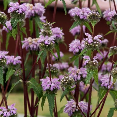 Phlomoides tuberosa 'Bronze Flamingo'