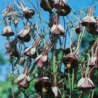 Grønnakeleie 'Chocolate Soldier'
