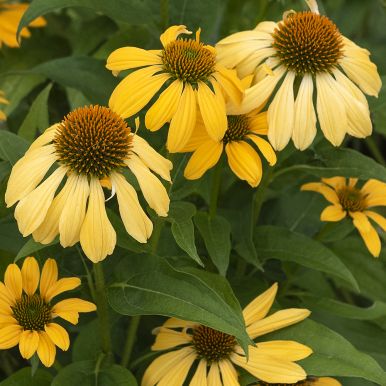 Solhatt ''Paradiso Yellow''