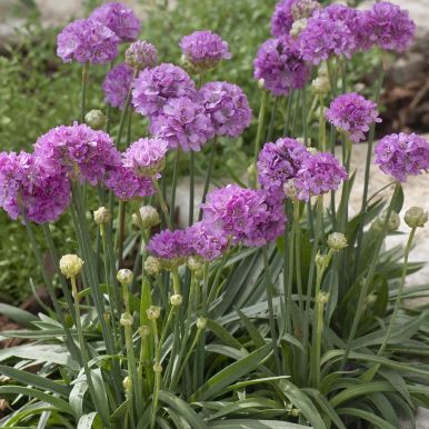 Breibladkoll 'Ballerina Lilac'