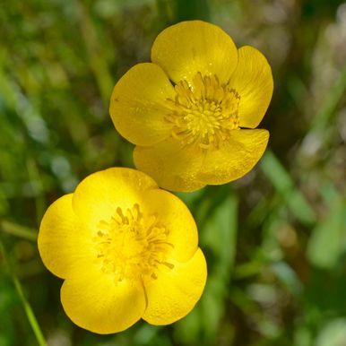 Smørblomst