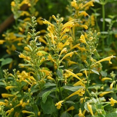 Kolibrimynte 'Sunset Yellow'