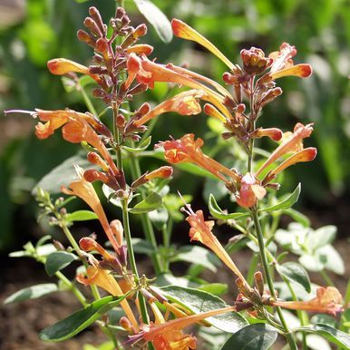 Kolibrimynte 'Apricot Sprite'