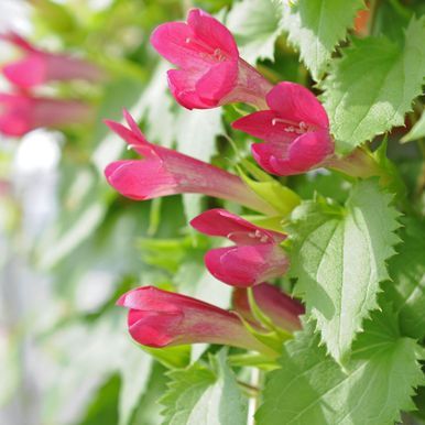 Løvemunnsranke 'Red Dragon'