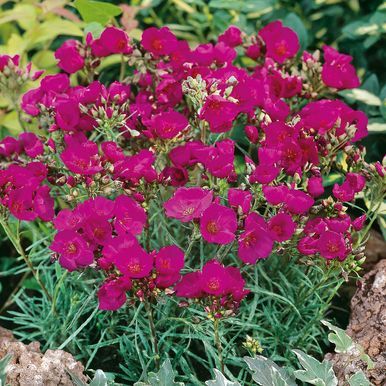 Montiopsis 'Ruby Tuesday'