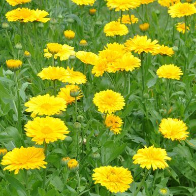 Ringblomst 'Yellow Colossal'