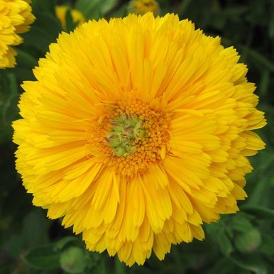 Ringblomst 'Greenheart Yellow'