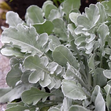 Knoppurt 'Magic Silver'