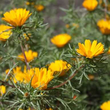 Cladanthus 'Criss-Cross'