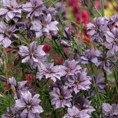 Romersk ridderspore 'Misty Lavender', stjerneblomster i romantisk lavendelgrått og skimrende gammelrosa som sitter tett på lange stilker