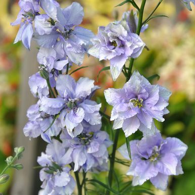 Romersk ridderspore 'Exquisite Blue Bell'