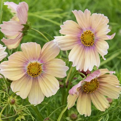 Pyntekurv 'Apricot Lemonade'