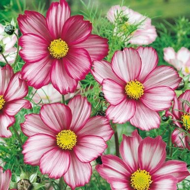 Pyntekurv 'Candy Stripe'