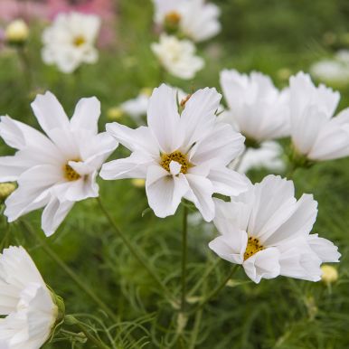 Pyntekurv 'Hummingbird White'