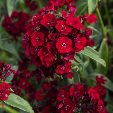 Ettårig busknellik F1 'Sweet Red'