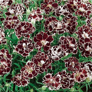 Kinanellik 'Black & White Chianti'