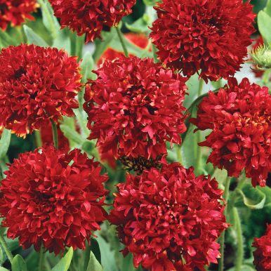 Sommerkokarde 'Red Plume'