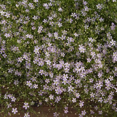 Brudeslør 'Pink Sugardot'