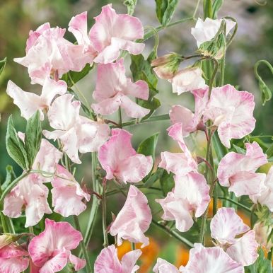 Blomsterert 'Spencer Anniversary'