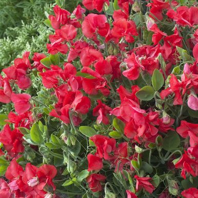 Dvergblomsterert 'Villa Roma Scarlet'