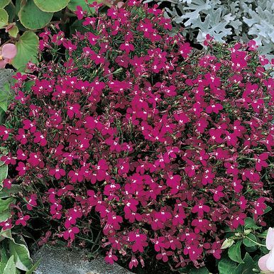 Kantlobelia 'Rosamund'